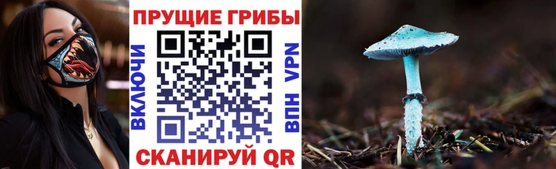 купить наркоту  Нестеров  Галлюциногенные грибы Cubensis 